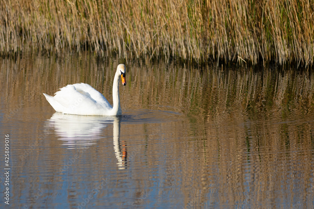 Cisne vulgar, cisne mudo o cisne blanco (cygnus olor) nadando al amanecer Cisne vulgar, cisne mudo o cisne blanco (cygnus olor) nadando al amanecer