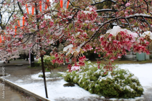 上野公園の満開の桜と季節外れの雪