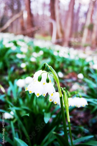 First spring flowers in forest