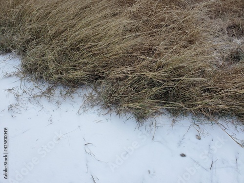 Ice and Frozen Crass in South Texas