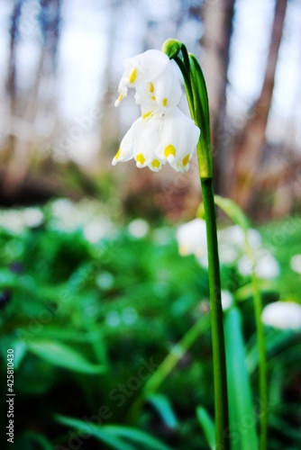 First spring flowers in forest
