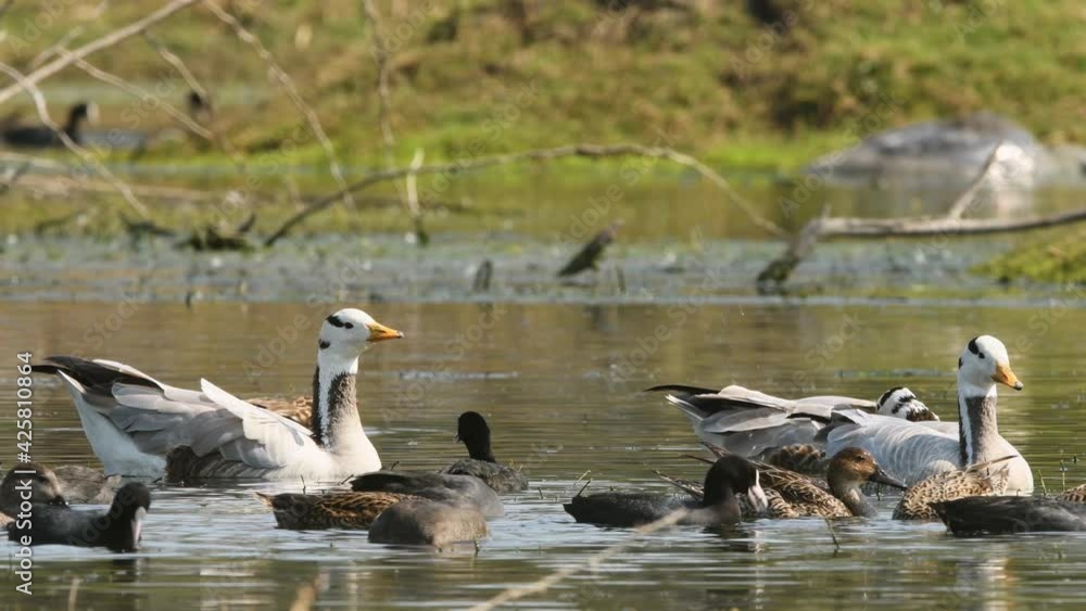 bar headed goose or anser indicus pair and other dabbling ducks or wader birds like gadwall and Eurasian coot floating in wetland at keoladeo national park bharatpur bird sanctuary rajasthan india bar headed goose or anser indicus pair and other dabbling ducks or wader birds like gadwall and Eurasian coot floating in wetland at keoladeo national park bharatpur bird sanctuary rajasthan india