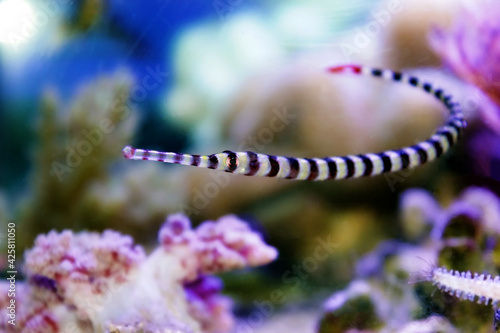 Konstfotografi Banded pipefish - Doryrhamphus dactyliophorus