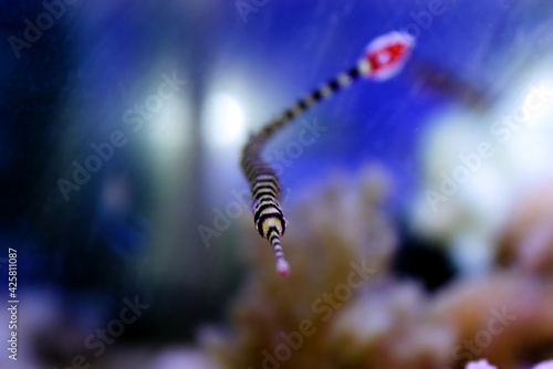 Fotografiet Banded pipefish - Doryrhamphus dactyliophorus