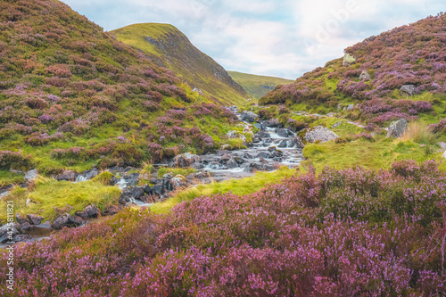 A colourful purple heather landscape and mountain stream along Tail Burn at Grey Mare's Tail waterfall near Moffat in the Scottish Borders, Scotland.
