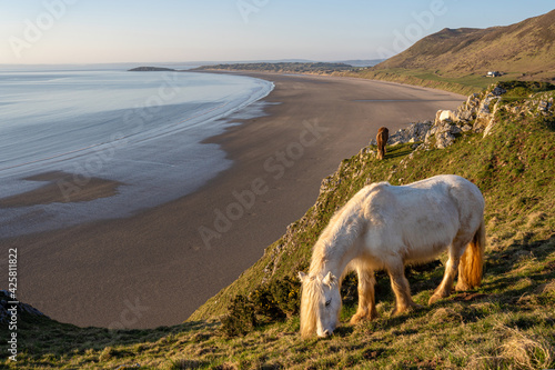 White horse overlooking Rhossili Bay beach, Gower Peninsula, South Wales, UK. No people, warm sunset