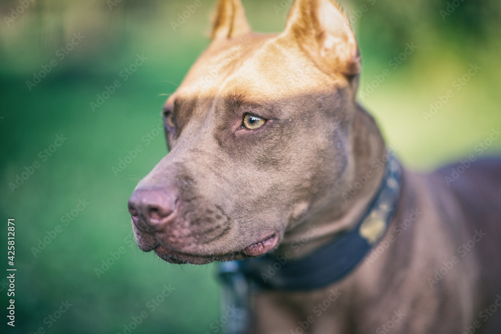 Portrait of a young beautiful female Pit Bull Terrier on a summer field close-up.
