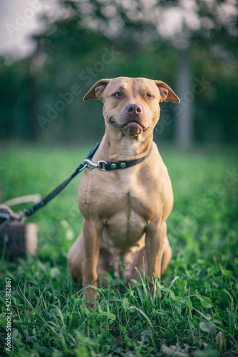 Fototapeta Naklejka Na Ścianę i Meble -  Portrait of a young beautiful female Pit Bull Terrier on a summer field close-up.
