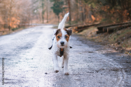 Fototapeta Naklejka Na Ścianę i Meble -  Cute Parson Russell Terrier Natural Portrait with Bokeh Background