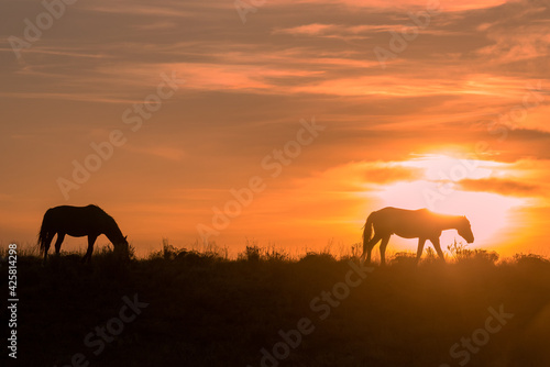 Wild Horses Silhouetted in a Desert Sunset