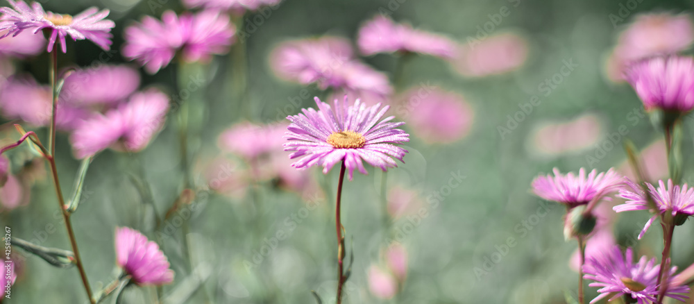 Colorful spring banner with blooming daisies Colorful spring banner with blooming daisies