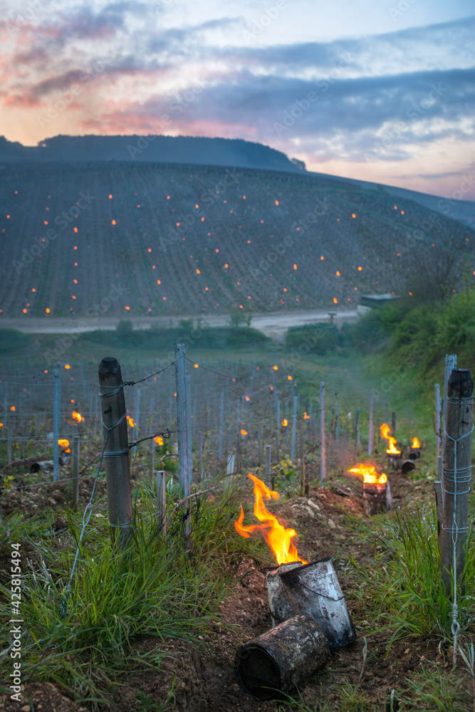 Lutte contre le gel de printemps dans les vignes de Chablis en Bourgogne - Technique des bougies ou chaufferettes (2016) - obrazy, fototapety, plakaty 