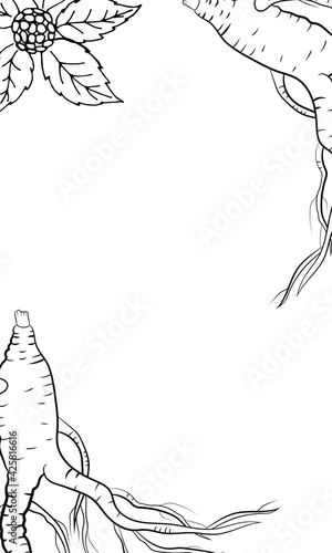 Drawing of leaves and root of ginseng. Ginseng root and berry vector drawing. A sketch of a medicinal plant. Linear graphic design. 