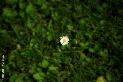 Lonely white daisy on the green lawn