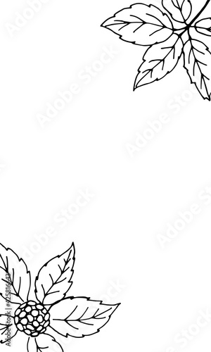 Drawing of leaves and root of ginseng. Ginseng root and berry vector drawing. A sketch of a medicinal plant. Linear graphic design. 