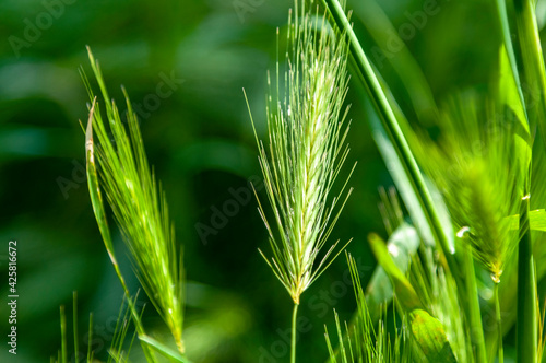 Ears in a wheat field photo