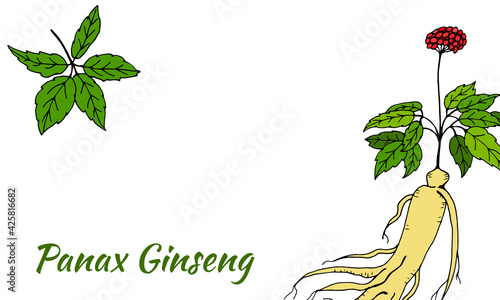 Drawing of leaves and root of ginseng. Ginseng root and berry vector drawing. A sketch of a medicinal plant. Linear graphic design. 