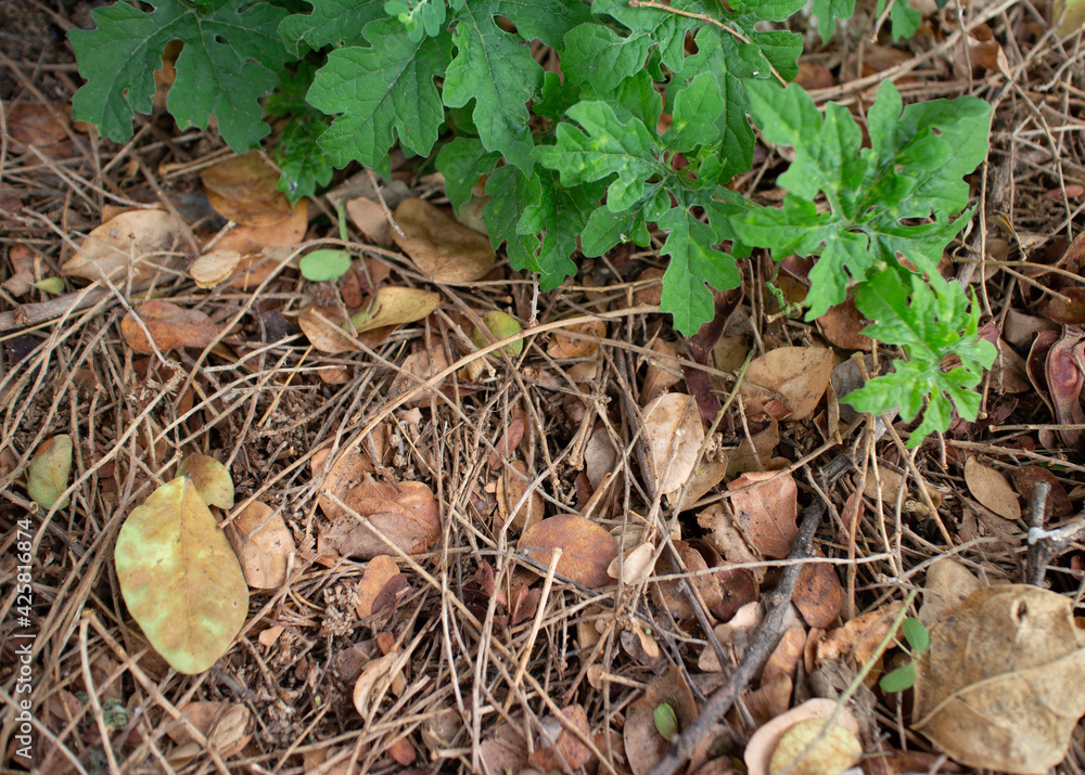 leaves and dry leaves on the ground background leaves and dry leaves on the ground background