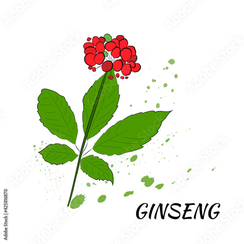 Drawing of leaves and root of ginseng. Ginseng root and berry vector drawing. A sketch of a medicinal plant. Linear graphic design. 