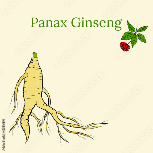 Drawing of leaves and root of ginseng. Ginseng root and berry vector drawing. A sketch of a medicinal plant. Linear graphic design. 