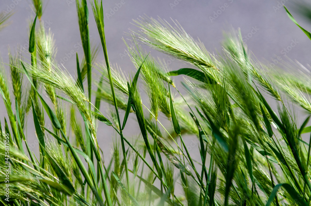 Obraz premium Ears in a wheat field