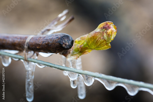 Lutte contre le gel de printemps dans les vignes de Chablis en Bourgogne - Technique de l'aspersion d'eau sur les bourgeons pour créer une coque de glace et empêcher le gel en dessous de 0°C (2016)