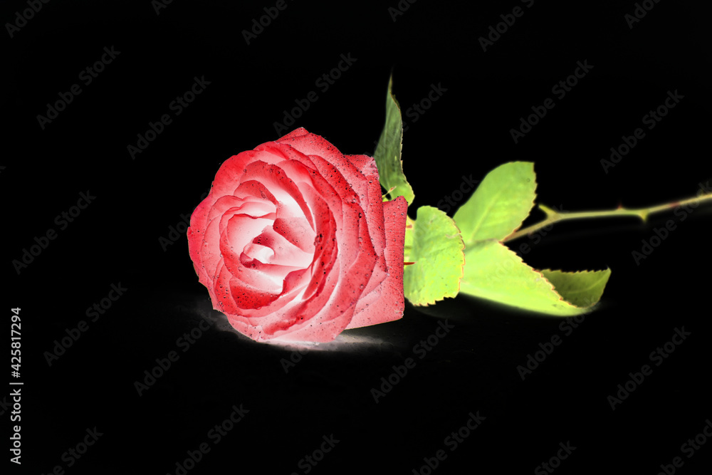 Naklejka premium rosa rossa 