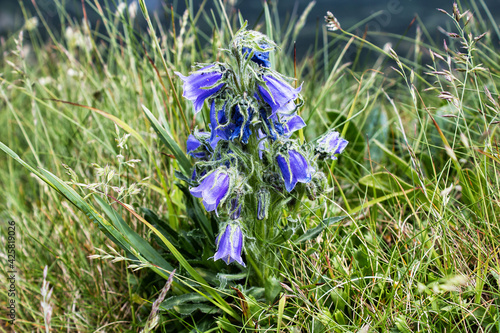 Mountain bells in the Polish Tatras