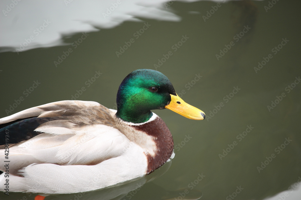 Fototapeta premium Mallards playing on the water in the river