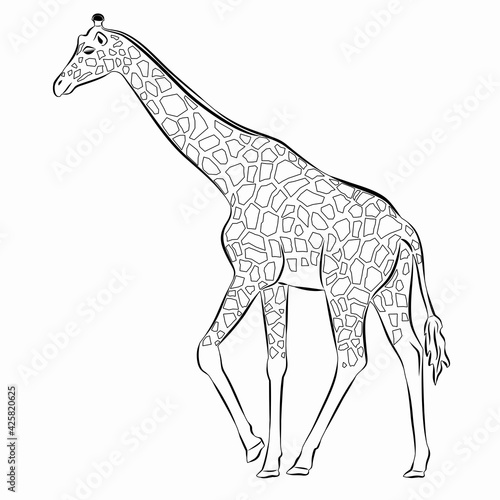illustration of a walking giraffe , vector drawing