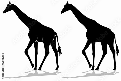 silhouette of a walking giraffe , vector drawing