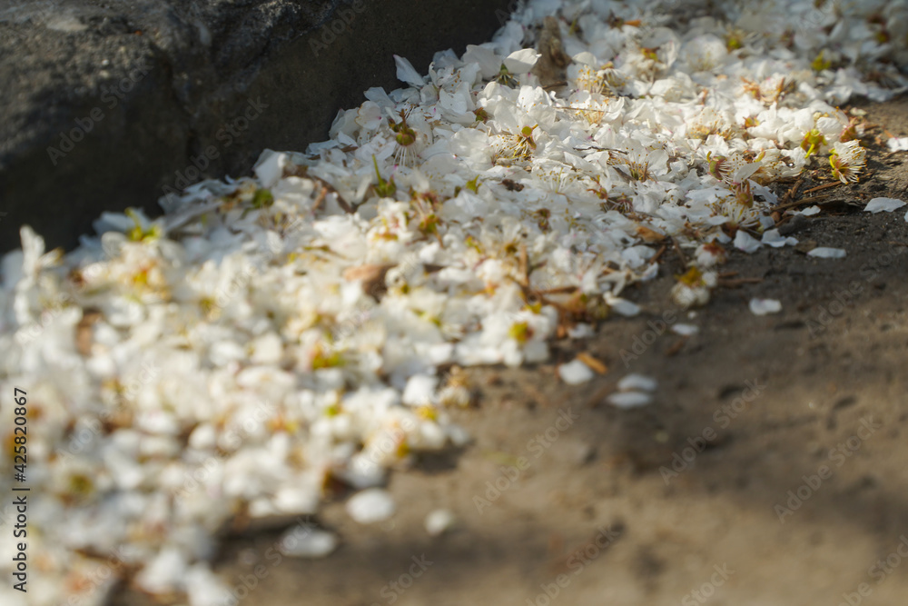 Flower petals shaken from the tree and fallen on the road. Flower petals shaken from the tree and fallen on the road.