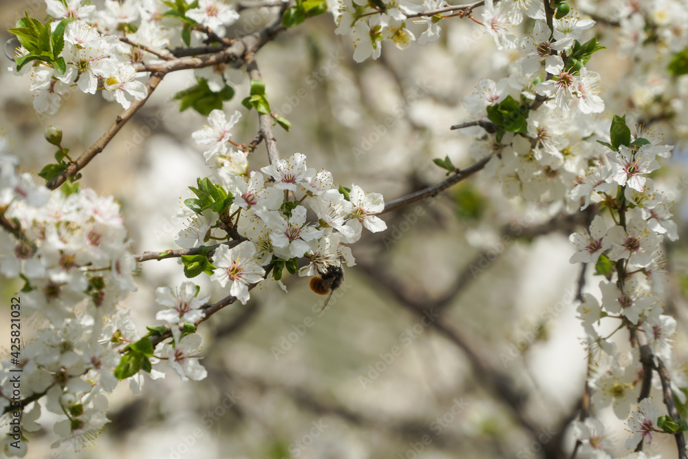 The flowers of an apricot in the spring of 2021 in Bucharest, Romania. The flowers of an apricot in the spring of 2021 in Bucharest, Romania.