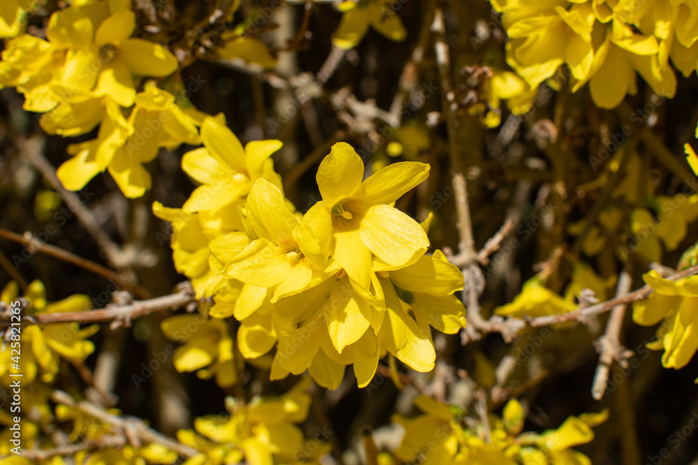 Gelb blühende Forsythie mit Blüten im Frühling Gelb blühende Forsythie mit Blüten im Frühling