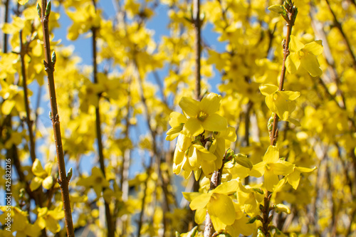 Fototapeta Naklejka Na Ścianę i Meble -  Gelb blühende Forsythie mit Blüten im Frühling