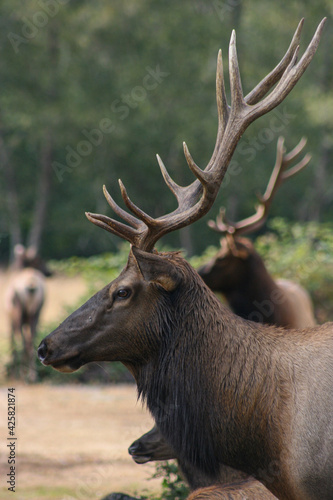 Moose in the forest, Oregon