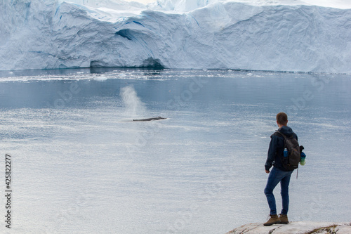 A hiker watches a humpback whale in a bay, Ilulissat Icefjord in western Greenland, Unesco world heritage
Greenland photo