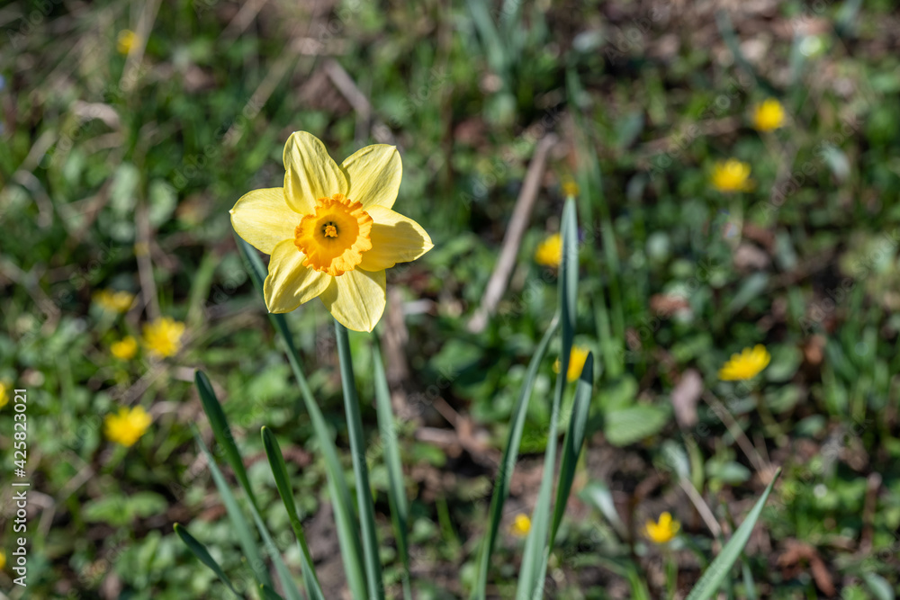 Osterglocke / Gelbe Narzisse im Frühling Osterglocke / Gelbe Narzisse im Frühling