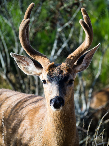 Close up shot of a deer with antlers in Ocean Shores  WA  USA
