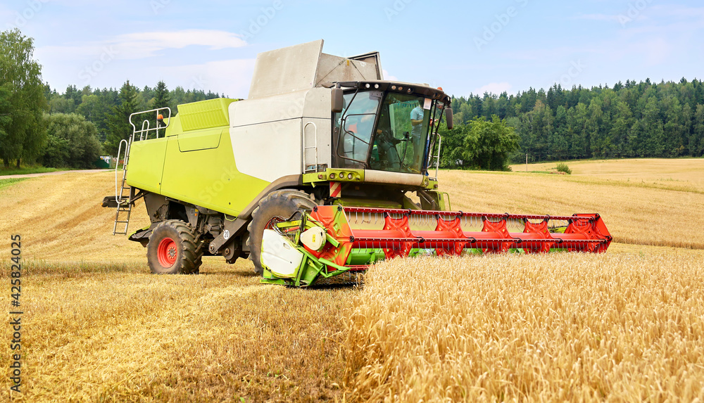 Fototapeta premium Combine to the mowing removes wheat on the field.