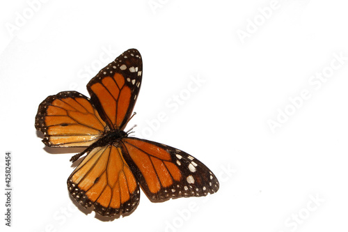 Butterfly on a White background from a Lepidoptera Collection
