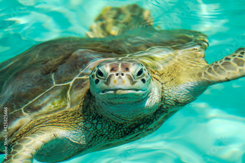 Sea Turtle - Cozumel Mexico