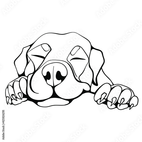 vector linear freehand drawing of peacefully and cute sleeping rottweiler dog isolated on white background. can be used in advertising of goods for animals, pet stores, food, dog beds, for printing.