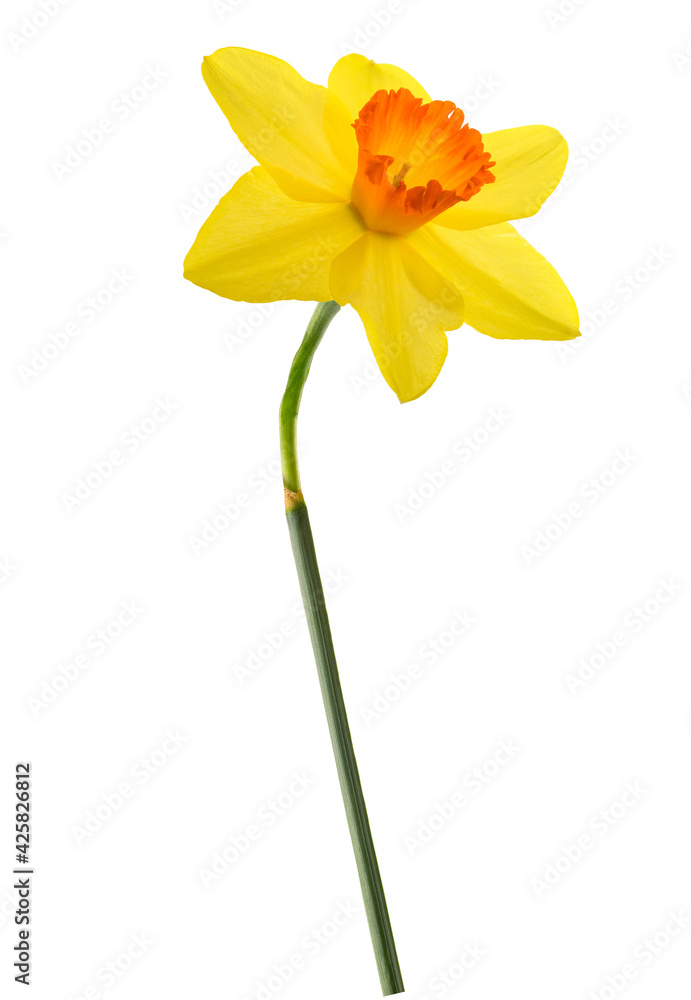 Yellow Daffodil flower Yellow Daffodil flower