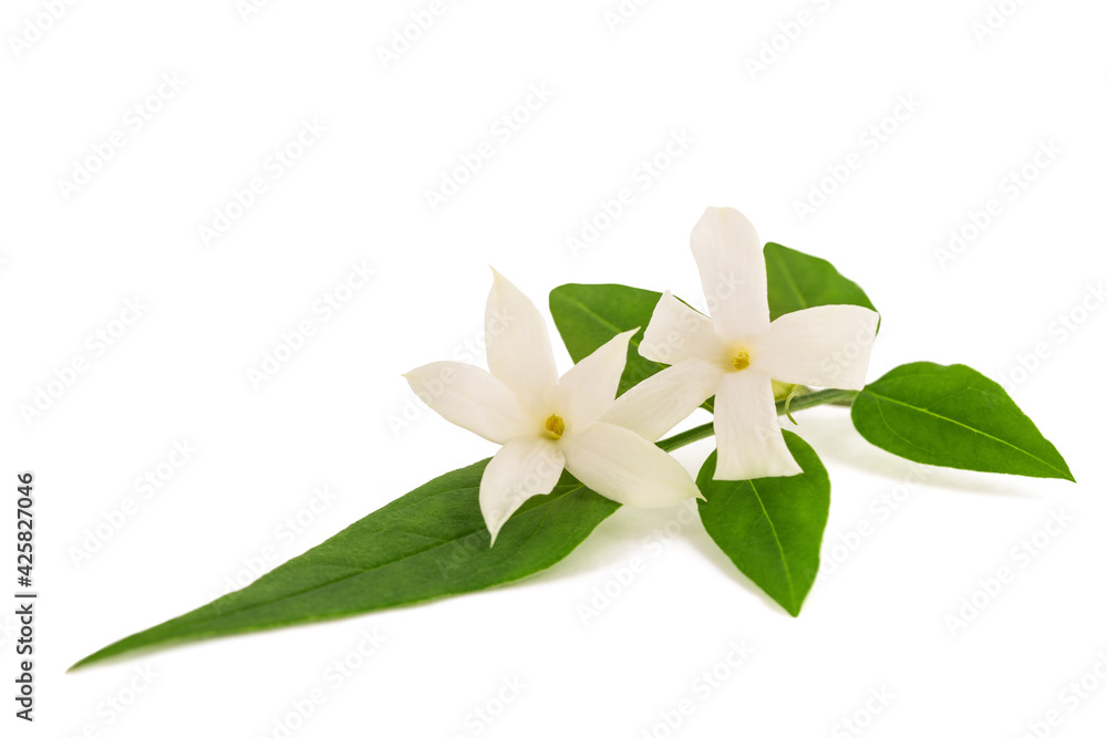 Jasmine branch with flowers