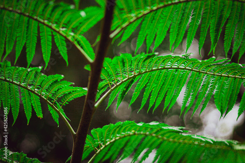 wild fern with broad leaves of deep fresh rich green color