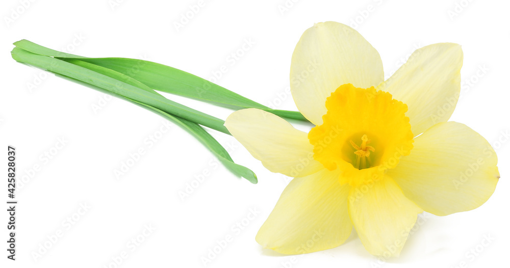 Fototapeta premium Narcissus isolated on white background