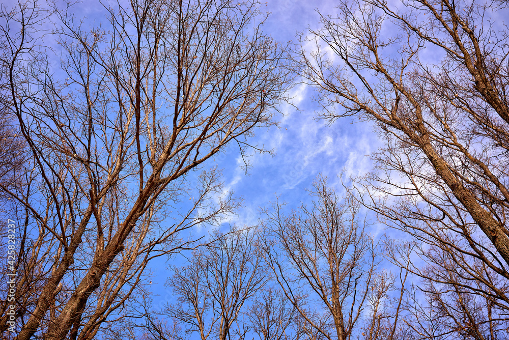 Silhouettes of tree branches against the spring blue sky. Beautiful background. Silhouettes of tree branches against the spring blue sky. Beautiful background.