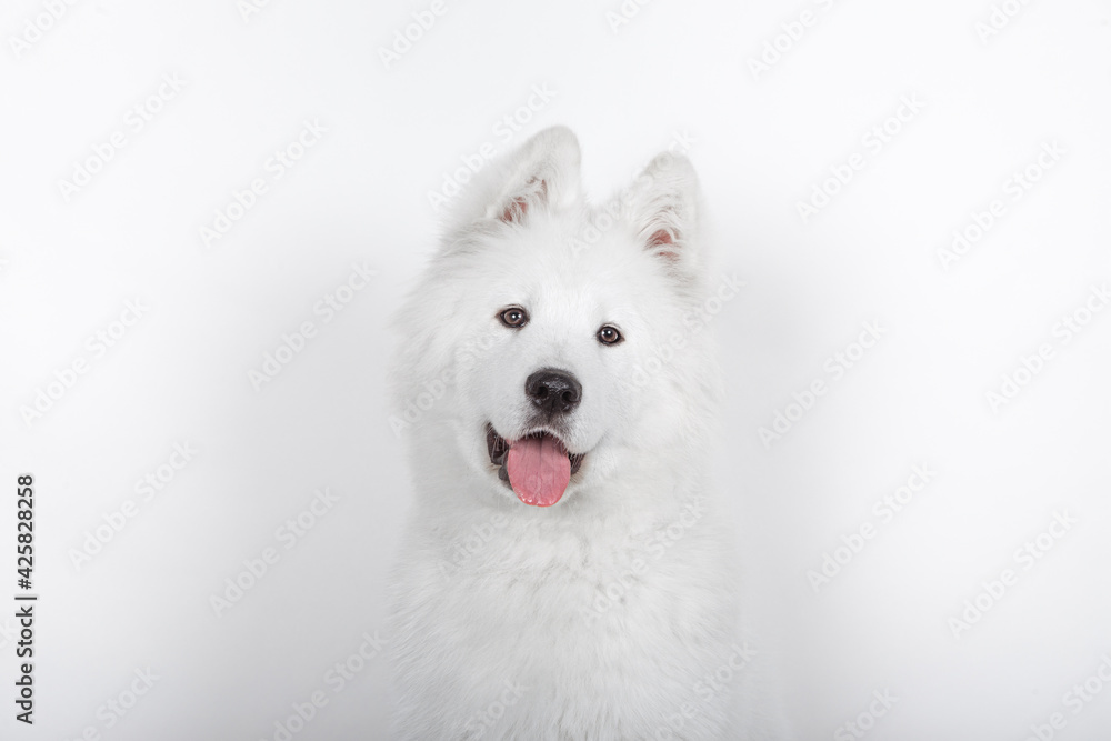 Portrait of a Young Samoyed man looking at camera on a white background