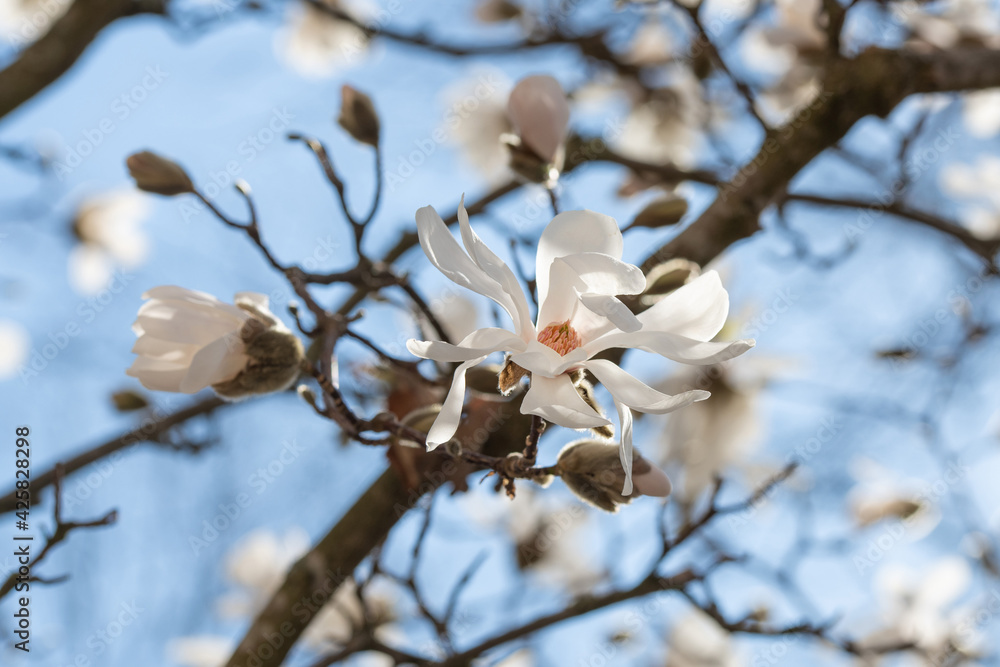 Weiß blühende Magnolie im Frühling